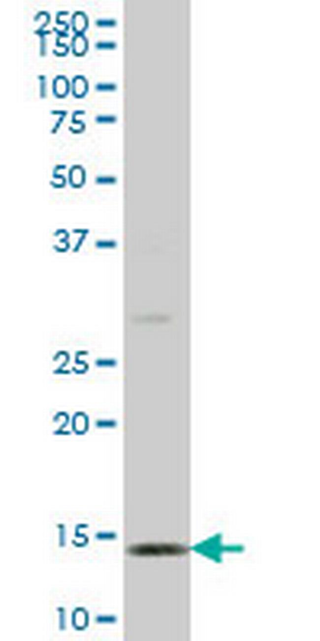 GPR135 Antibody in Western Blot (WB)