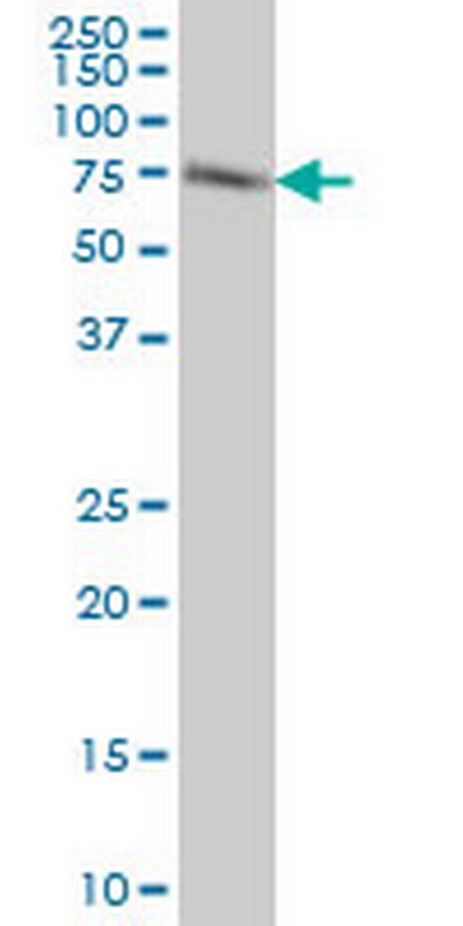 ACBD3 Antibody in Western Blot (WB)