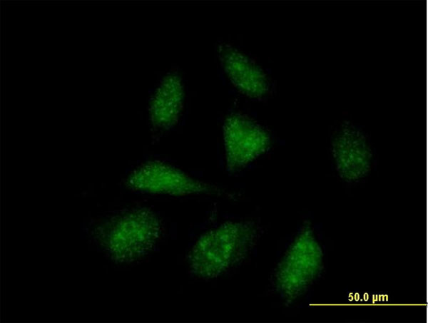 ISG20L1 Antibody in Immunocytochemistry (ICC/IF)