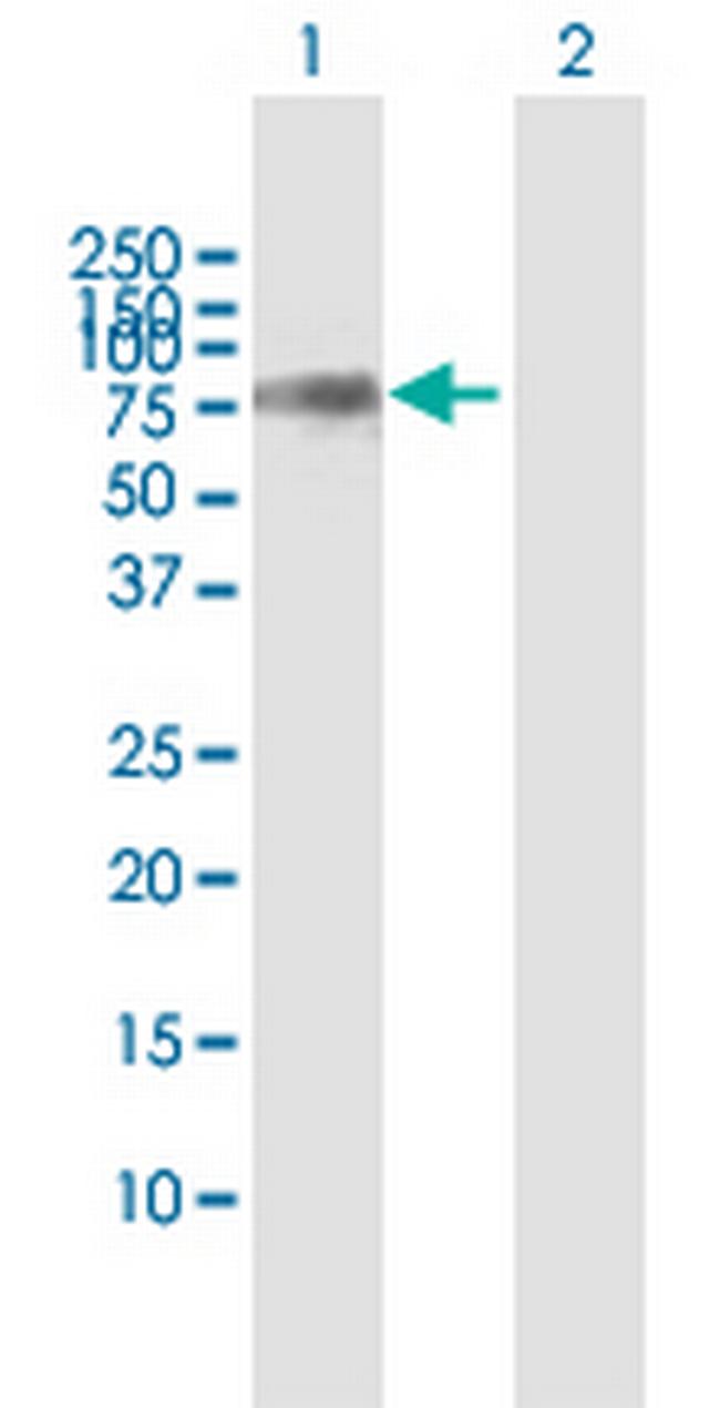 KLC2 Antibody in Western Blot (WB)