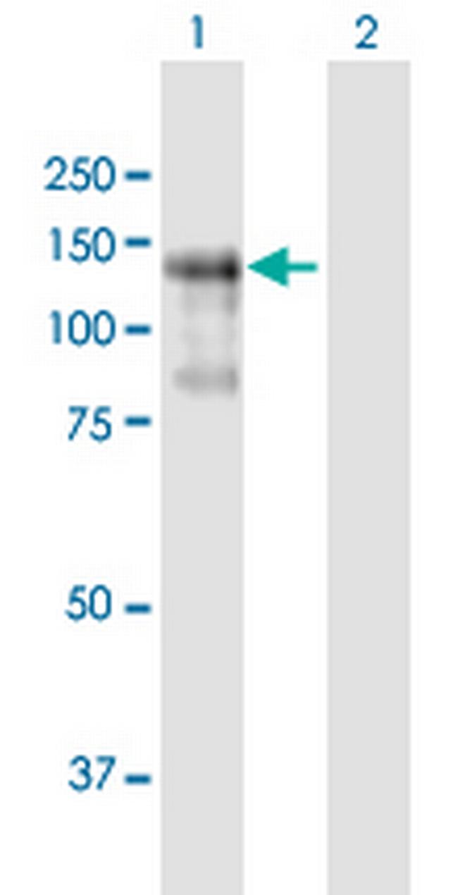 PLEKHG2 Antibody in Western Blot (WB)