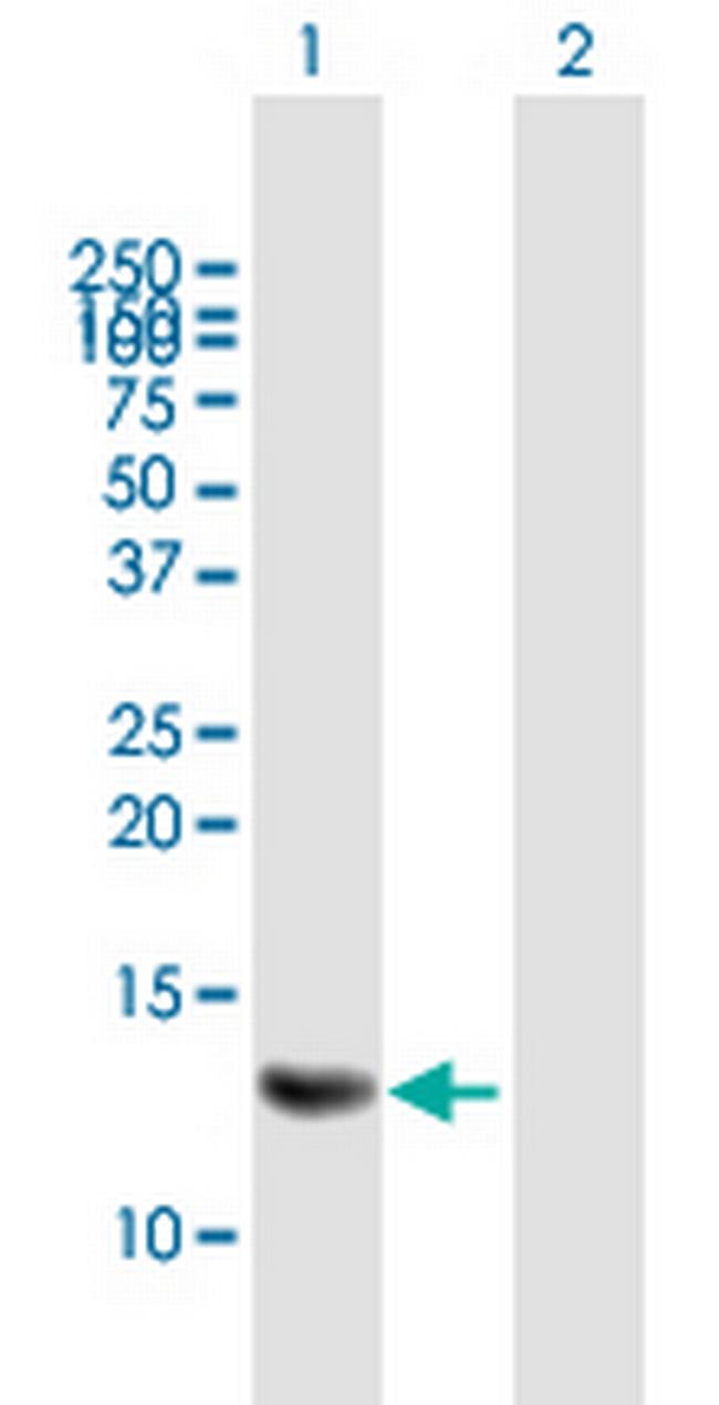 MRPS6 Antibody in Western Blot (WB)