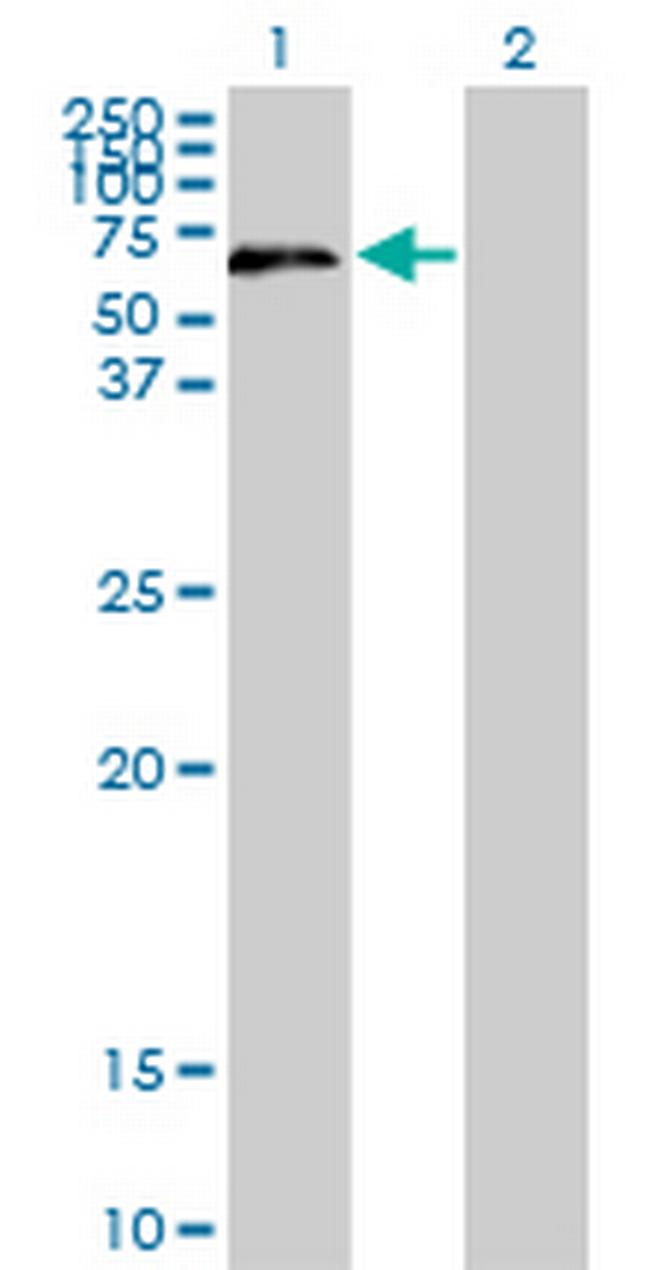 UPF3A Antibody in Western Blot (WB)