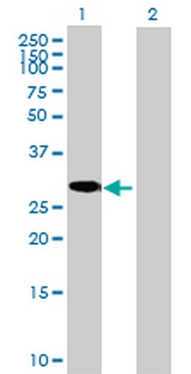 C8orf33 Antibody in Western Blot (WB)