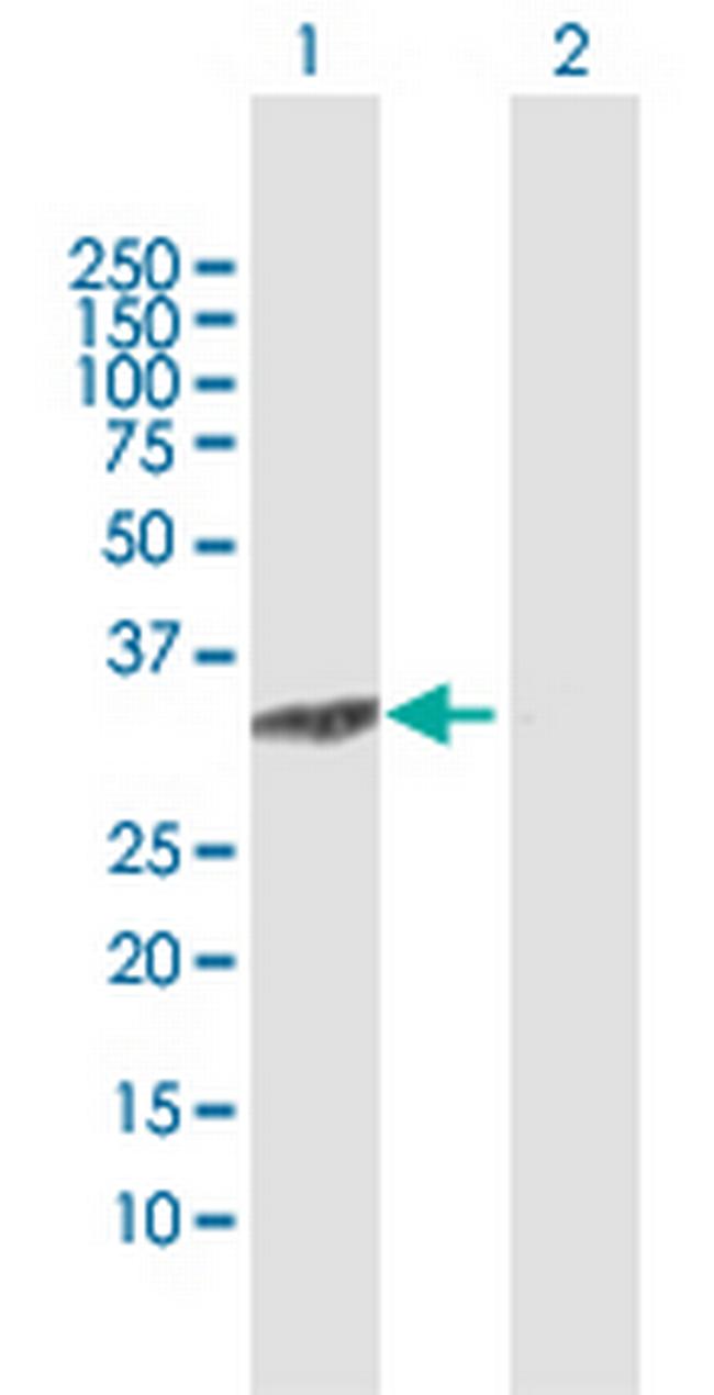 C8orf33 Antibody in Western Blot (WB)
