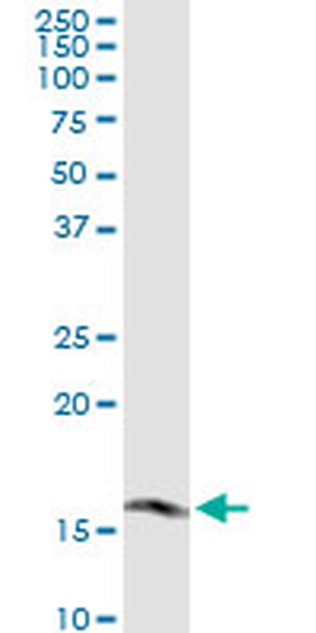 FUNDC2 Antibody in Western Blot (WB)