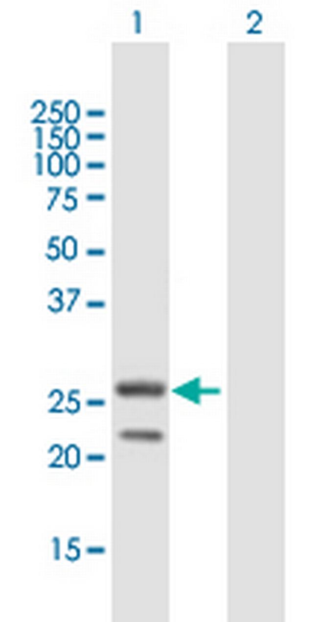 MRPS34 Antibody in Western Blot (WB)