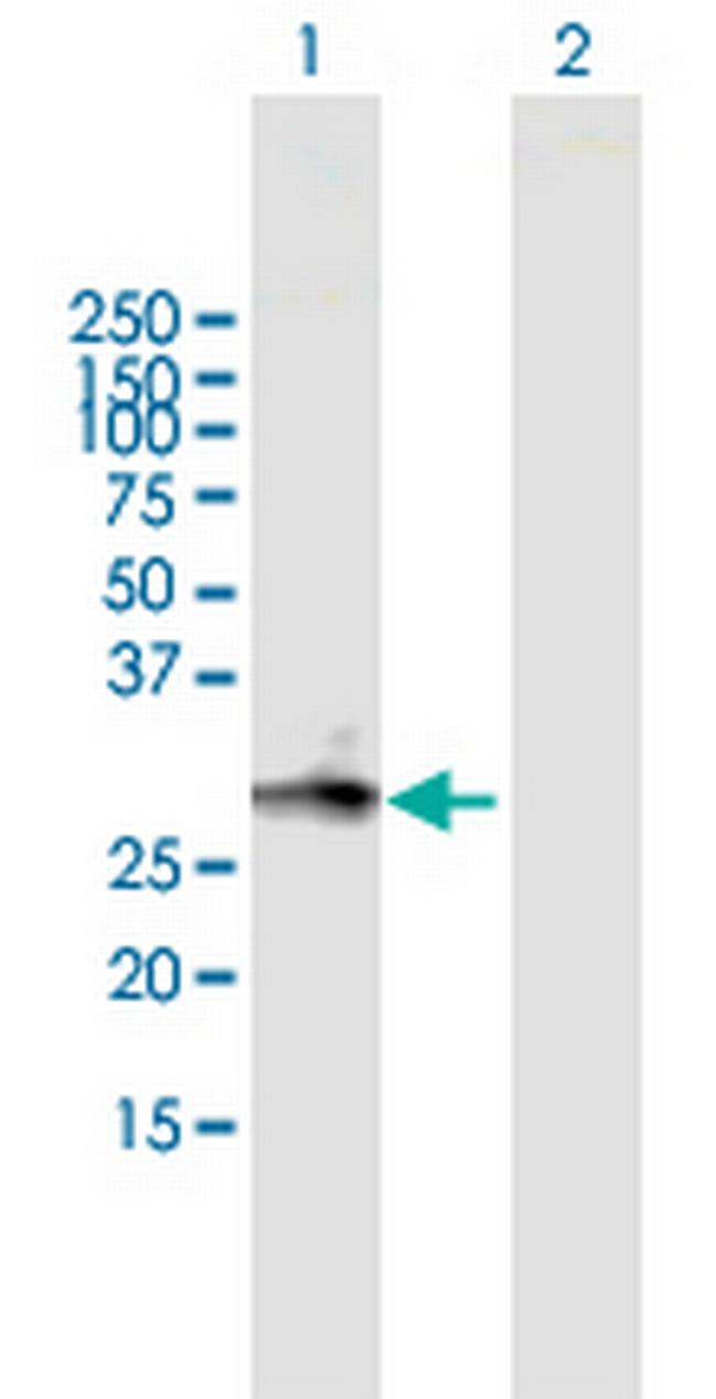 MGC3036 Antibody in Western Blot (WB)