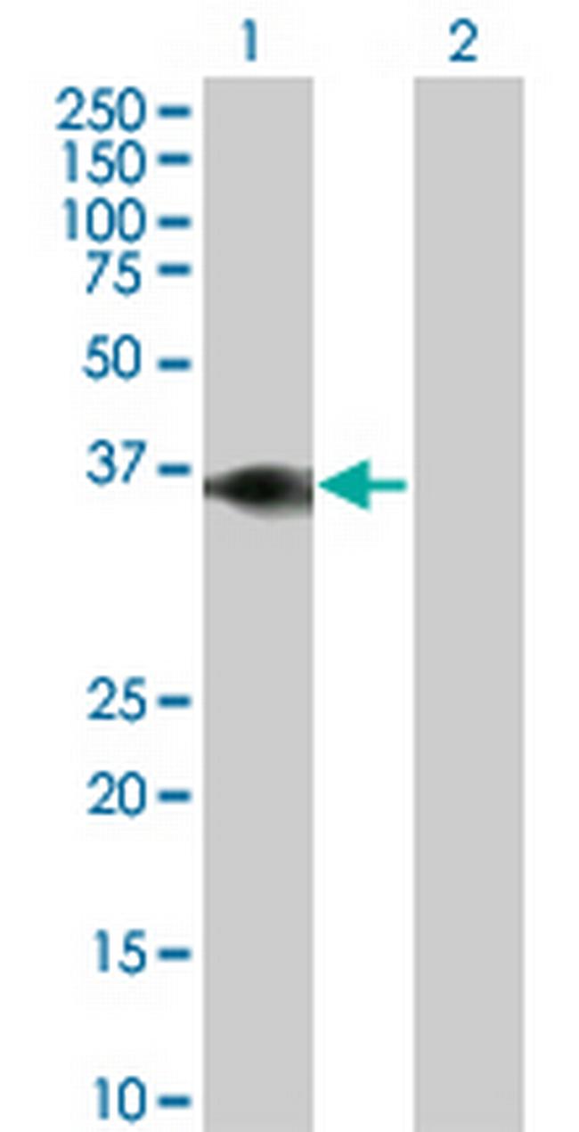 BOLL Antibody in Western Blot (WB)