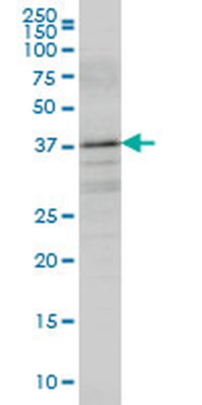 BOLL Antibody in Western Blot (WB)