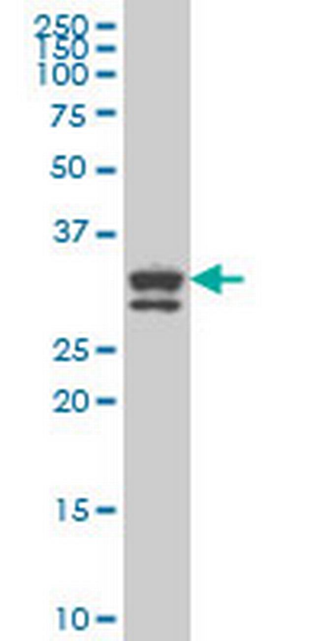 BOLL Antibody in Western Blot (WB)