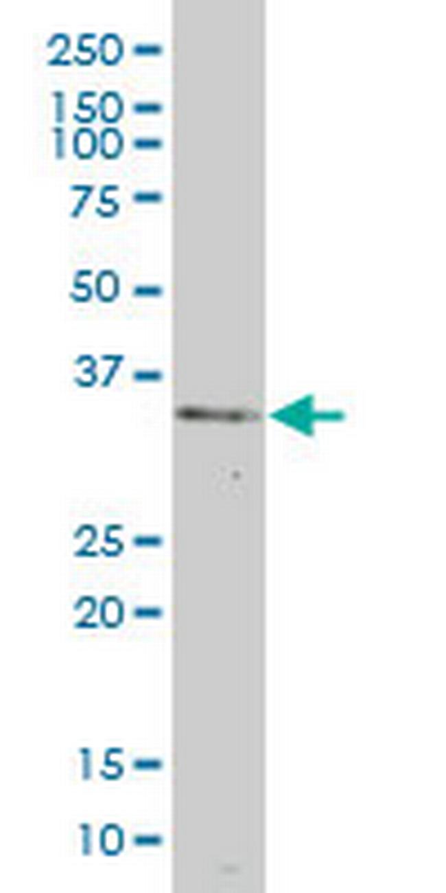 BOLL Antibody in Western Blot (WB)