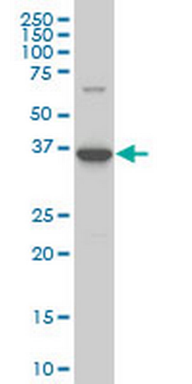 BOLL Antibody in Western Blot (WB)