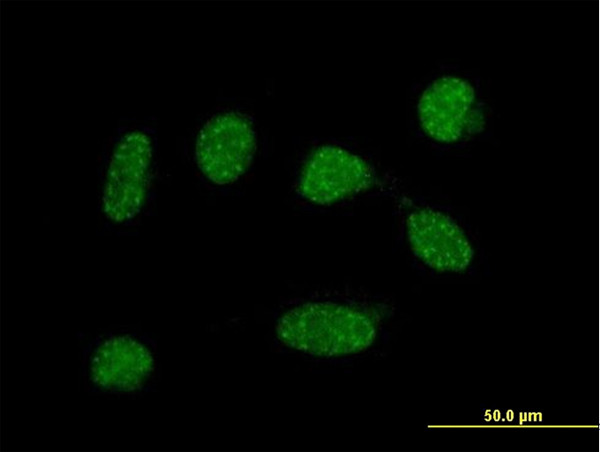 C19ORF50 Antibody in Immunocytochemistry (ICC/IF)