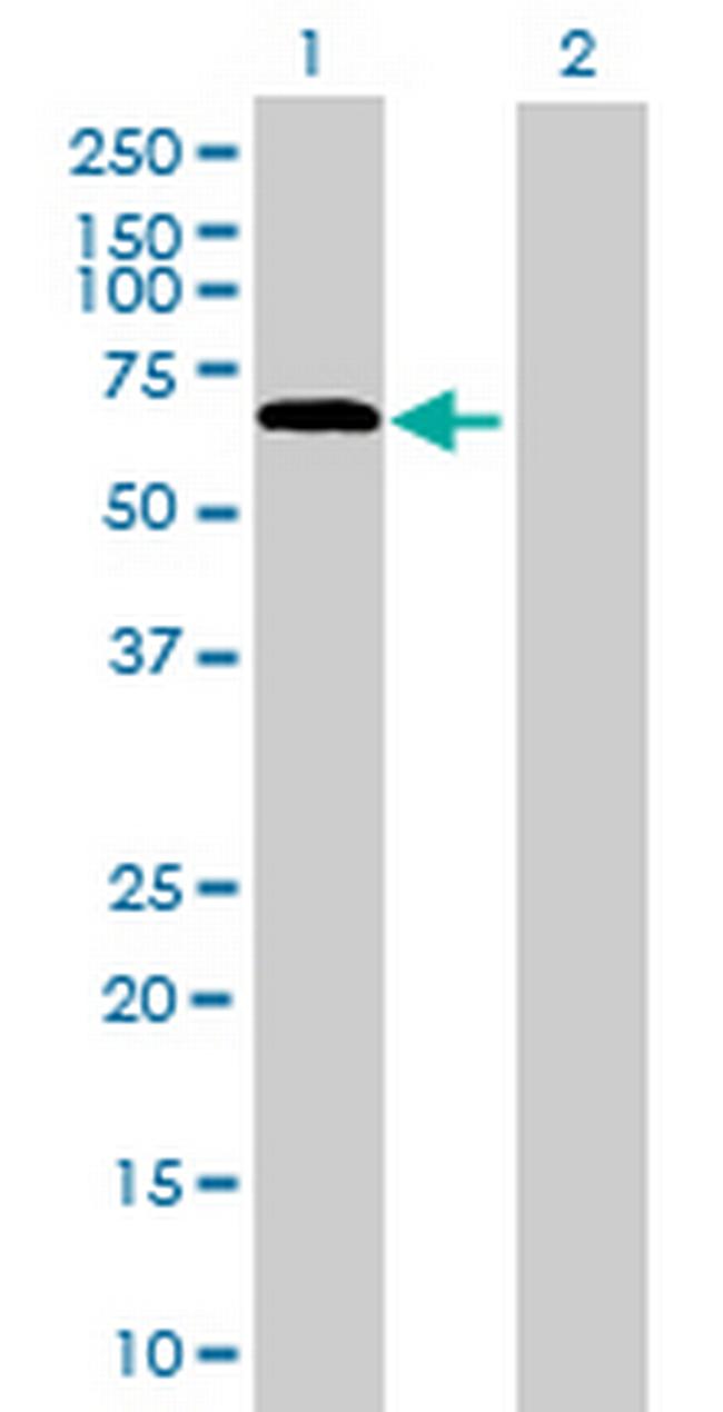 NOC4L Antibody in Western Blot (WB)