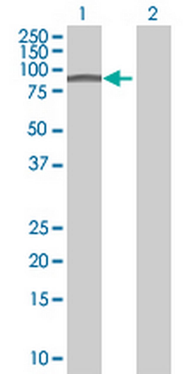 ASPSCR1 Antibody in Western Blot (WB)