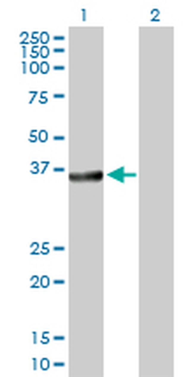 BCL2L14 Antibody in Western Blot (WB)