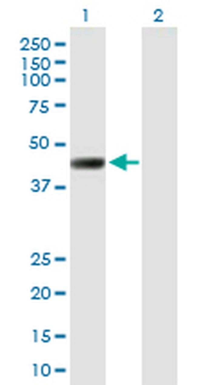 LRRC2 Antibody in Western Blot (WB)