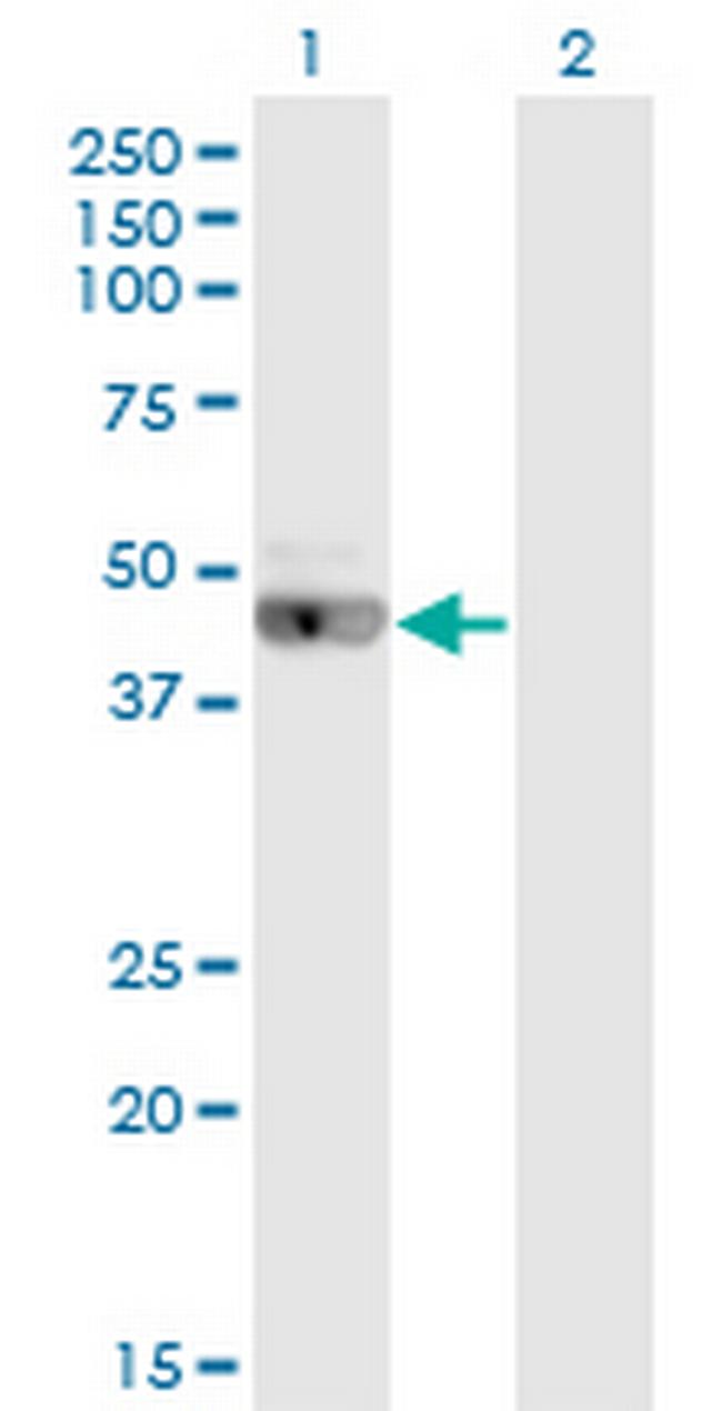 LRRC2 Antibody in Western Blot (WB)