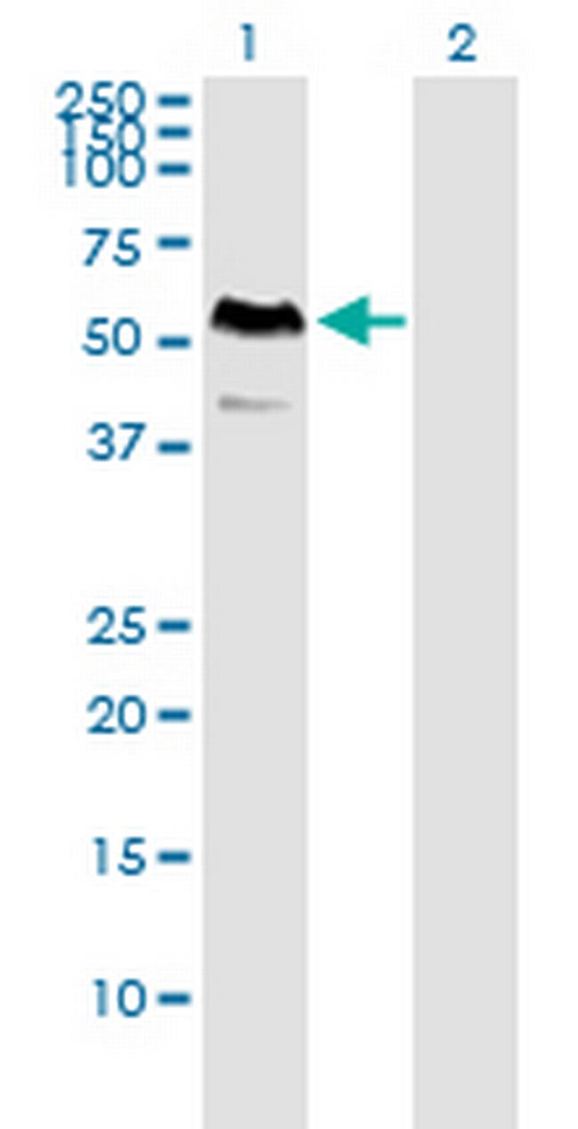 RIC3 Antibody in Western Blot (WB)