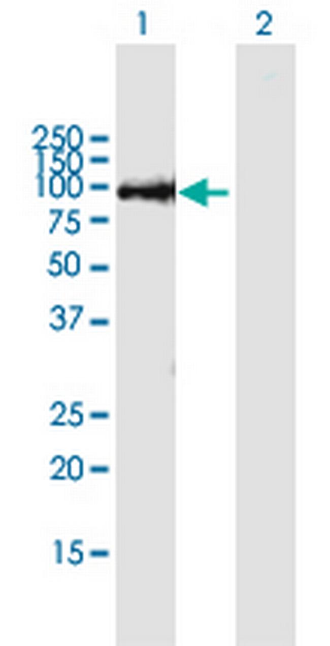 THAP9 Antibody in Western Blot (WB)