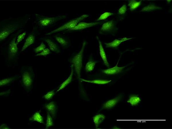 GEMIN7 Antibody in Immunocytochemistry (ICC/IF)