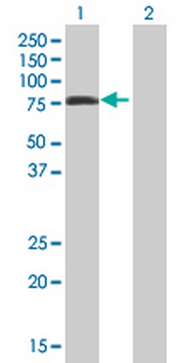 ELMO3 Antibody in Western Blot (WB)
