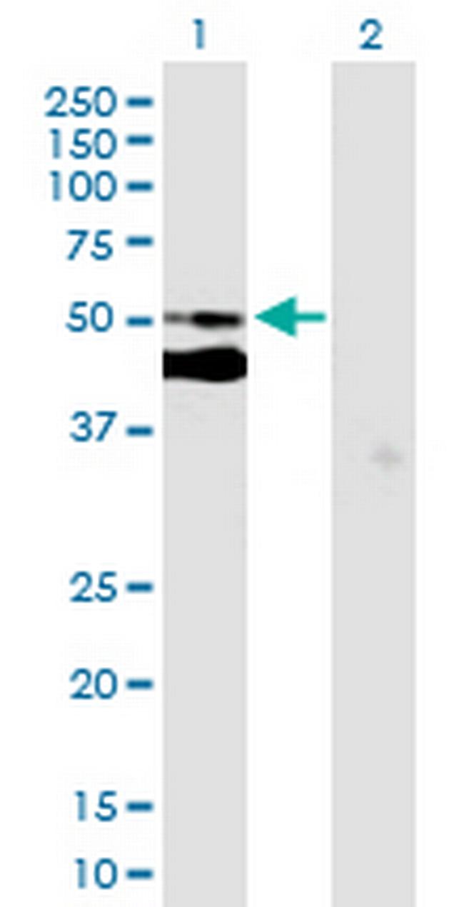 C7orf10 Antibody in Western Blot (WB)