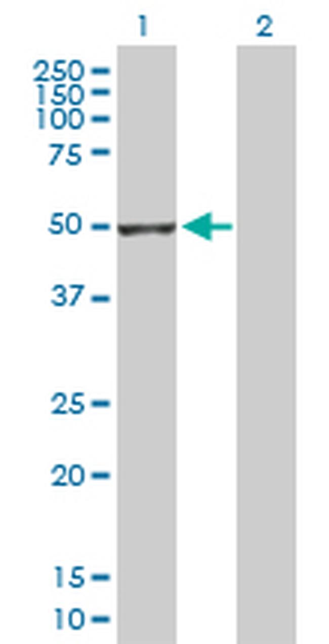 GSDMD Antibody in Western Blot (WB)