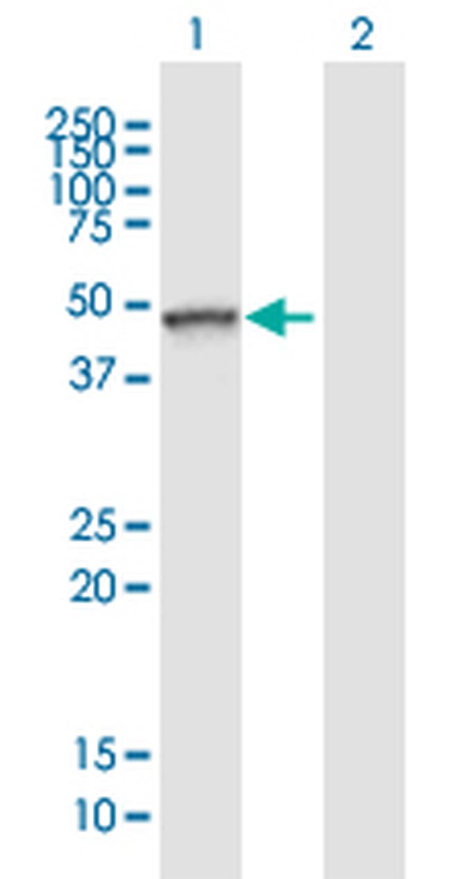 TLE6 Antibody in Western Blot (WB)