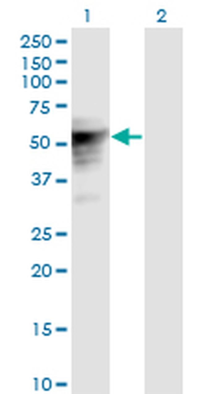 TLE6 Antibody in Western Blot (WB)