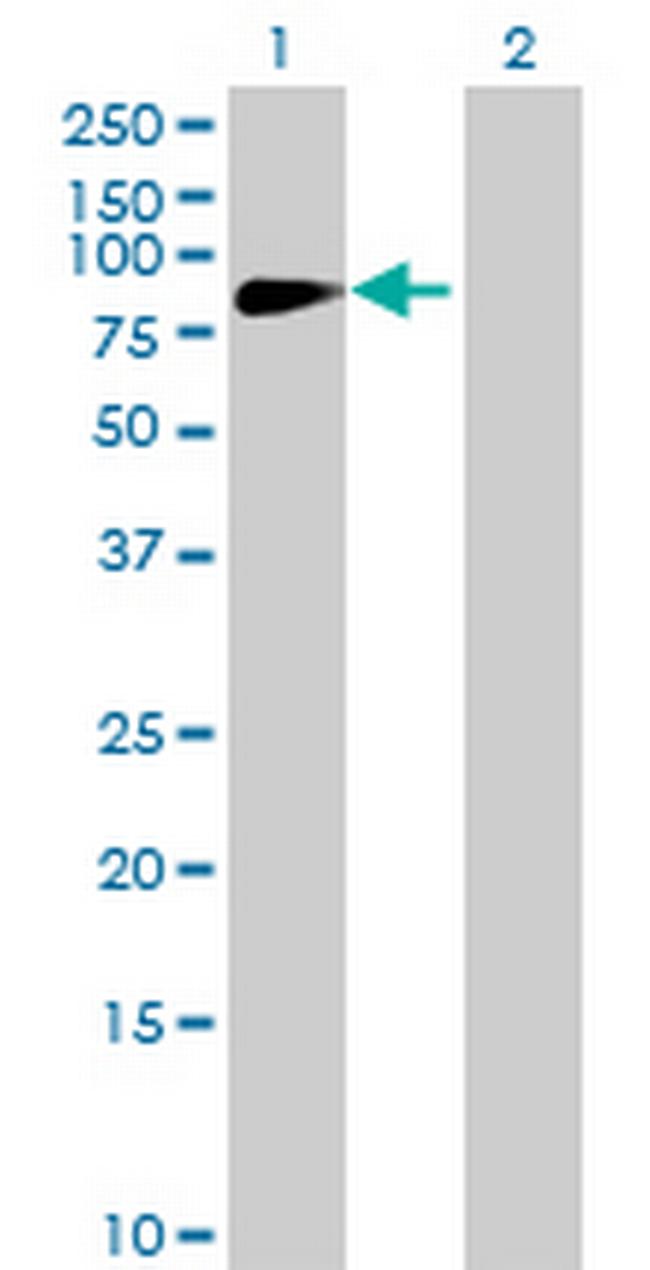 ARHGAP28 Antibody in Western Blot (WB)