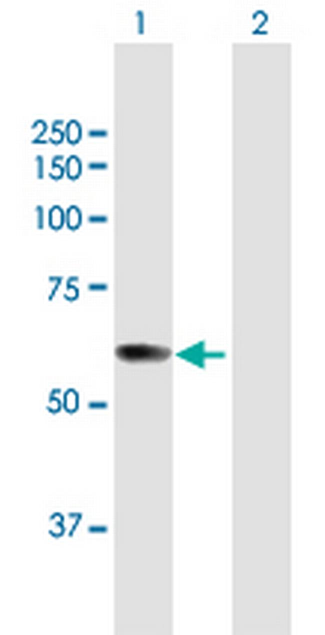 FLJ12529 Antibody in Western Blot (WB)