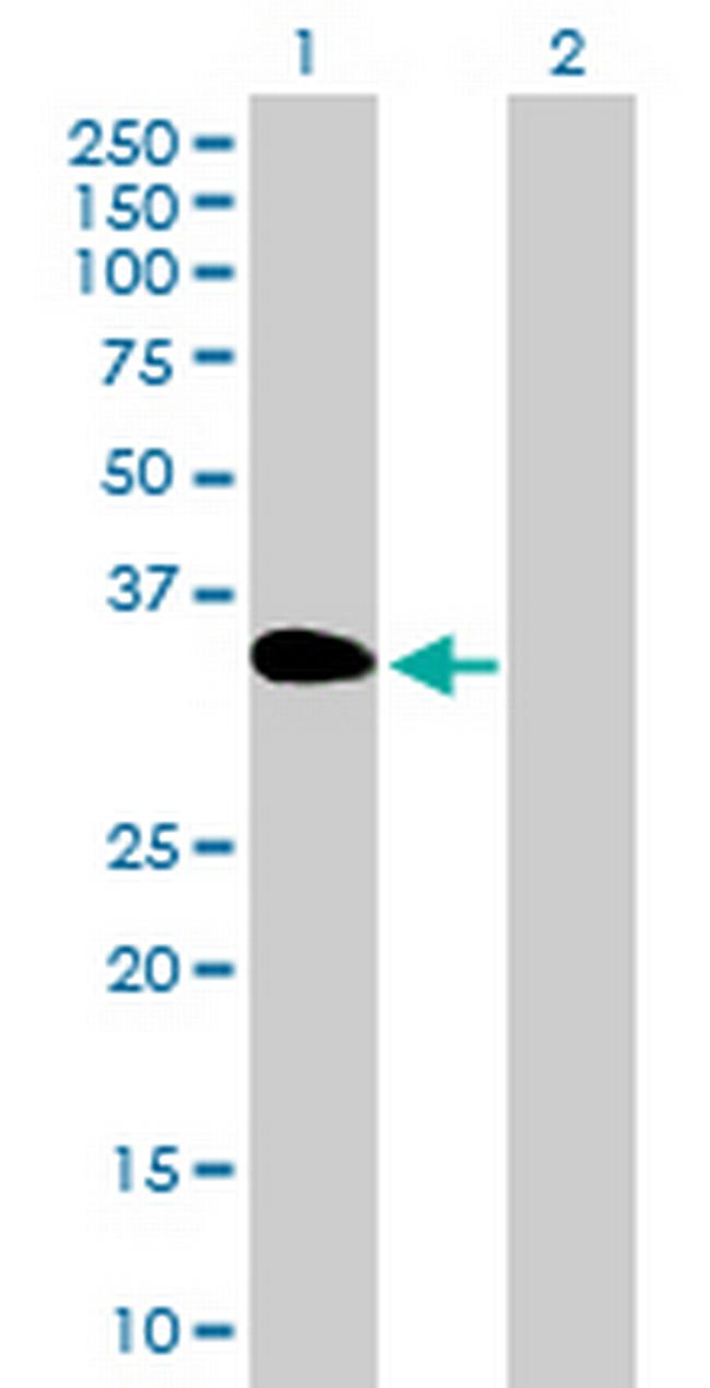 DOK3 Antibody in Western Blot (WB)