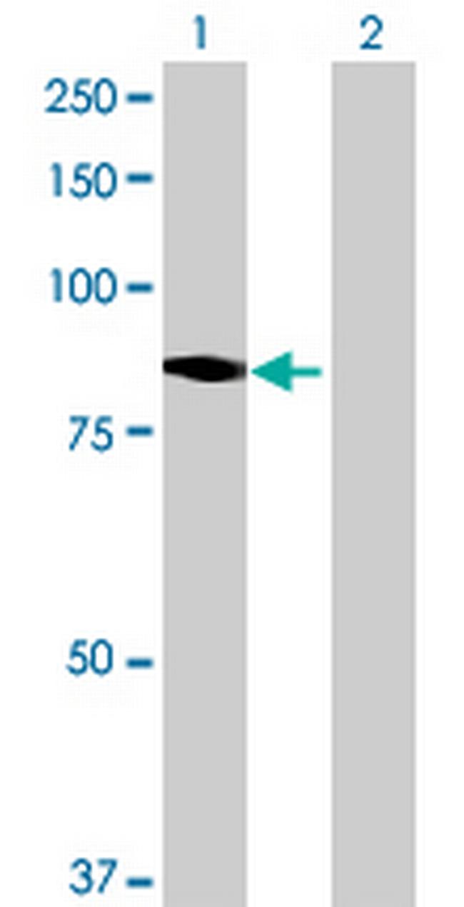 NOL10 Antibody in Western Blot (WB)