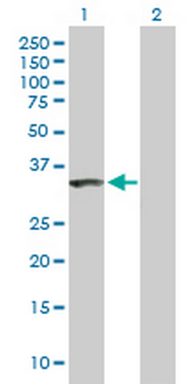 NIP30 Antibody in Western Blot (WB)