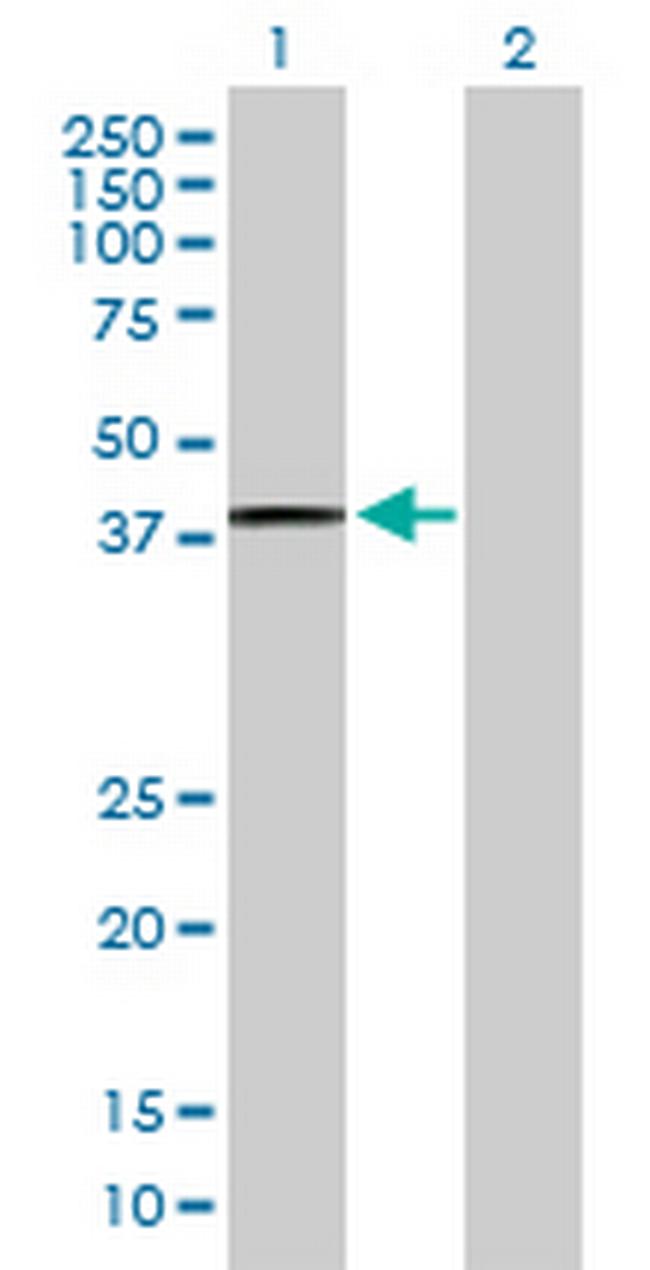 PTGES2 Antibody in Western Blot (WB)
