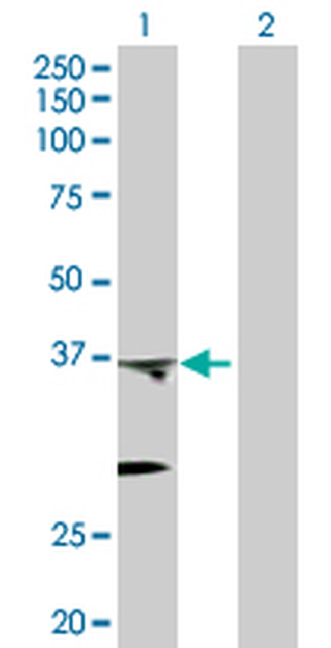 PTGES2 Antibody in Western Blot (WB)