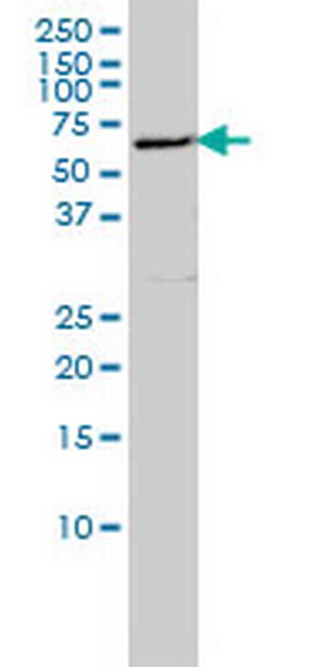 LSM16 Antibody in Western Blot (WB)
