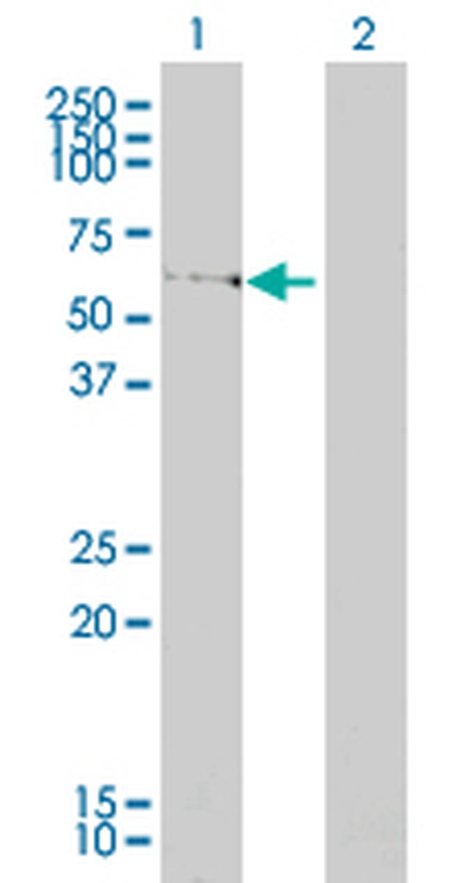 LSM16 Antibody in Western Blot (WB)
