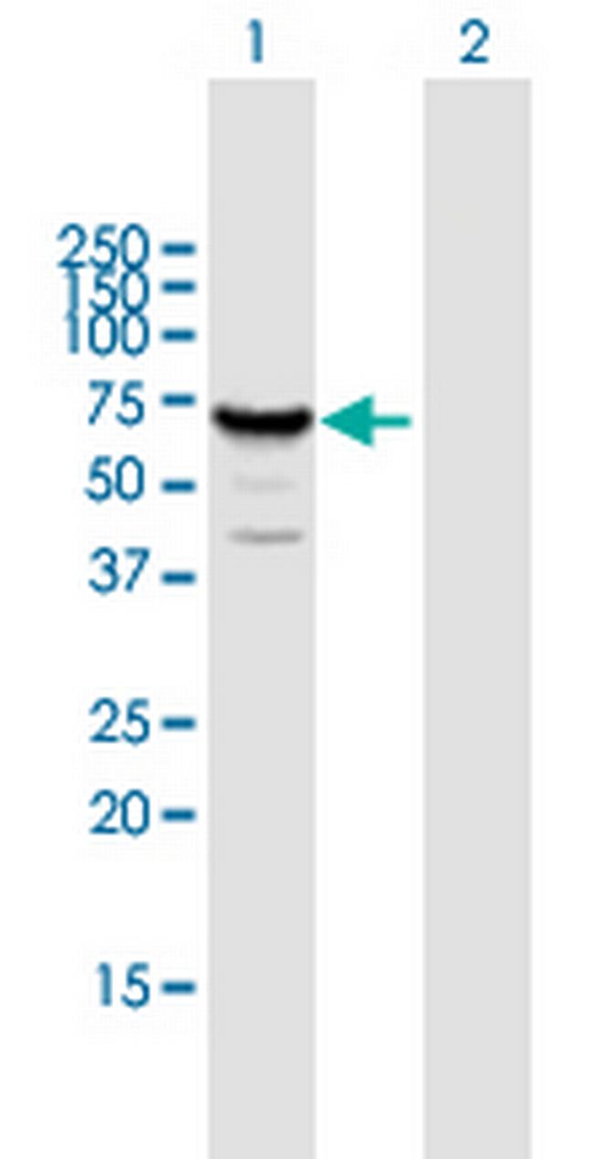 MUS81 Antibody in Western Blot (WB)
