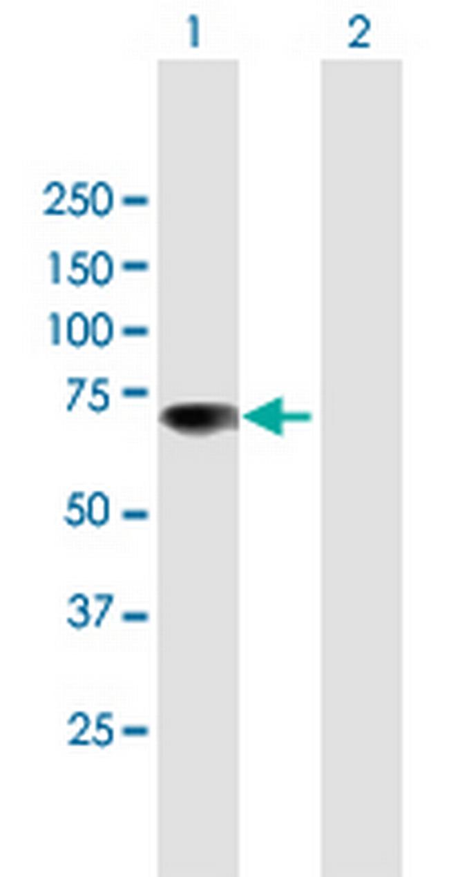 RUFY1 Antibody in Western Blot (WB)