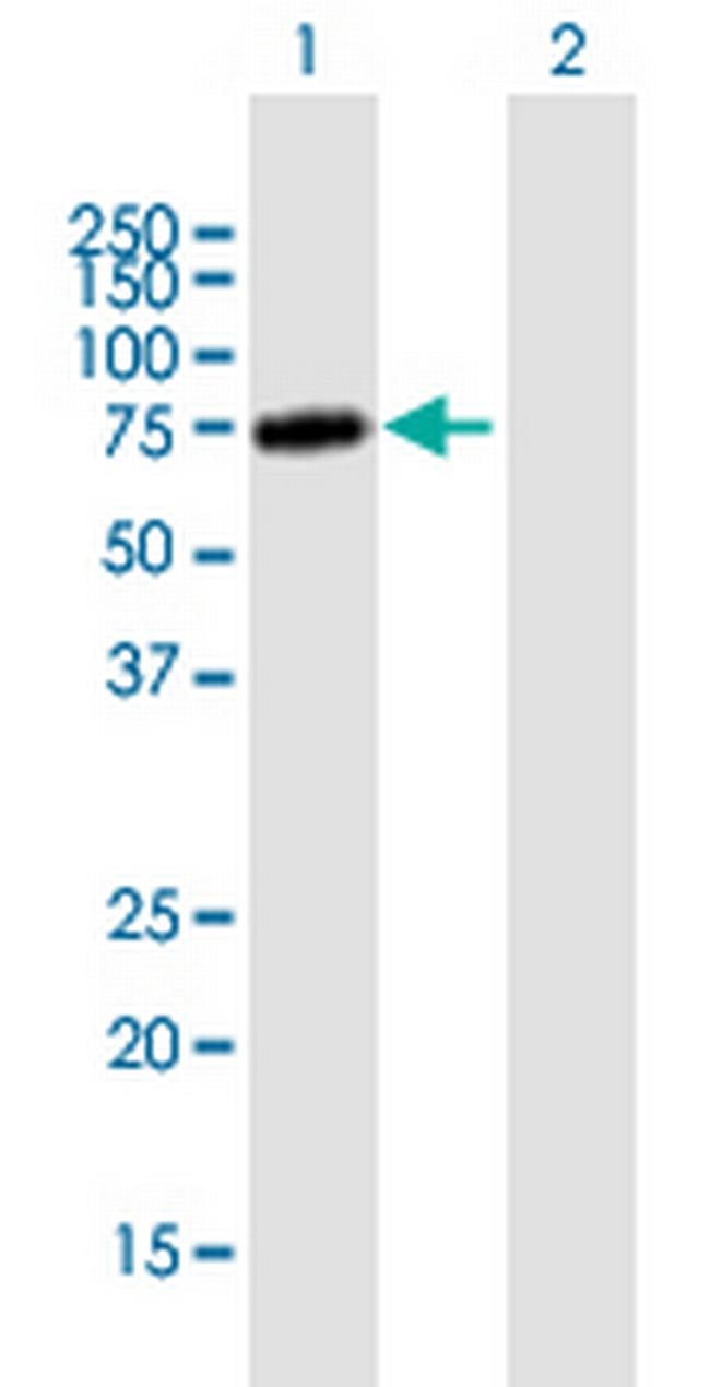 ZKSCAN3 Antibody in Western Blot (WB)