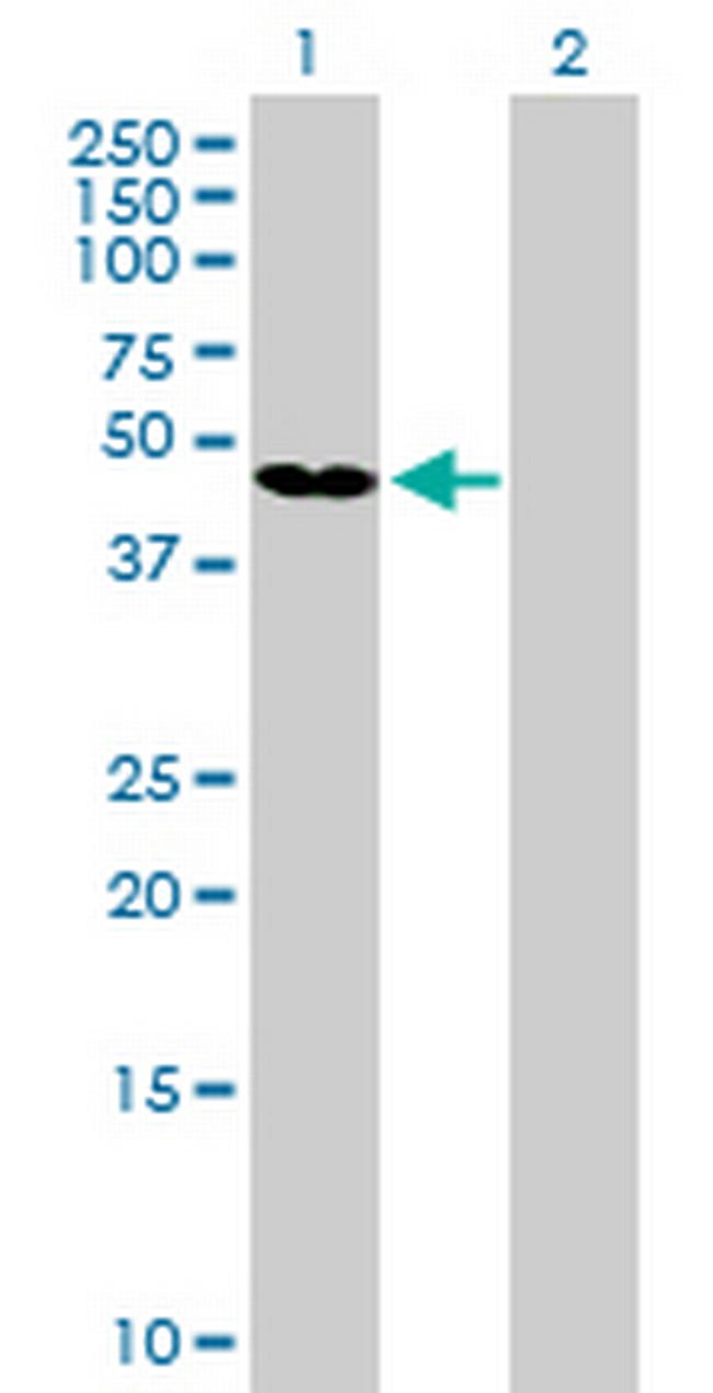 GKAP1 Antibody in Western Blot (WB)