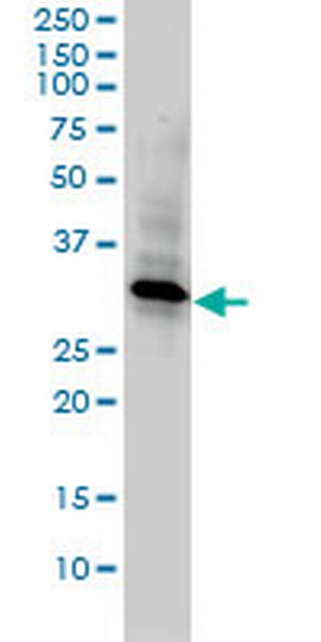REC14 Antibody in Western Blot (WB)