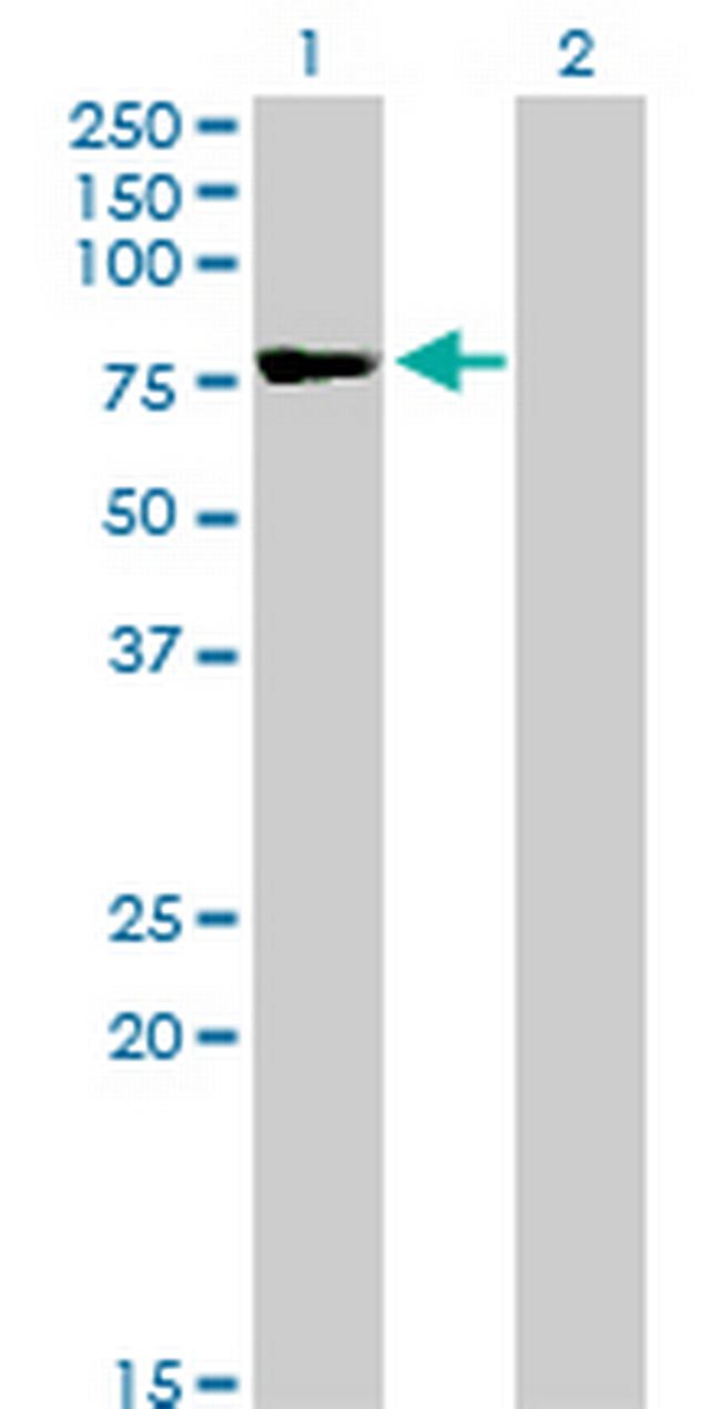 TSGA10 Antibody in Western Blot (WB)