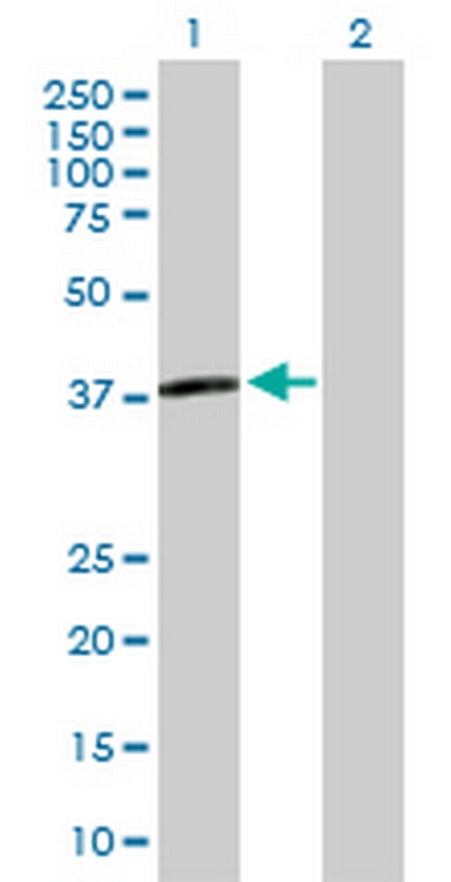 APOL3 Antibody in Western Blot (WB)