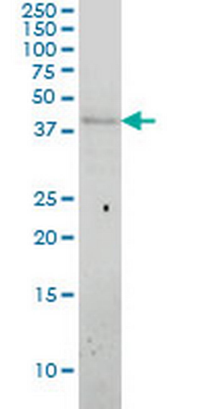 APOL3 Antibody in Western Blot (WB)