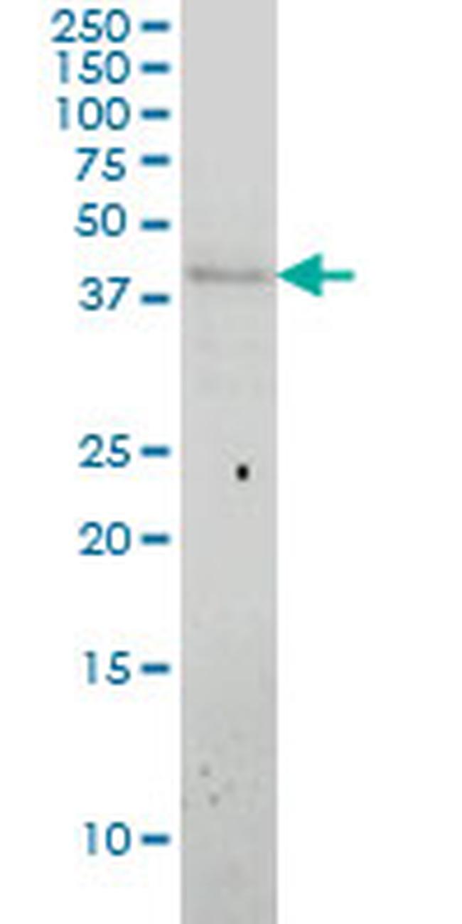 APOL3 Antibody in Western Blot (WB)