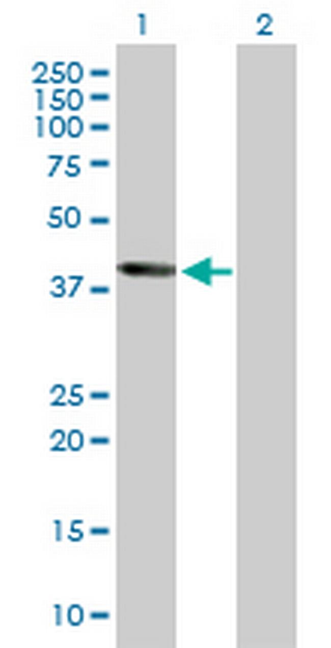 WNT5B Antibody in Western Blot (WB)